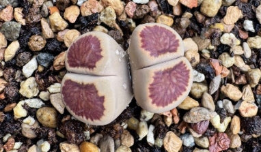 Lithops Keiko 20 graines