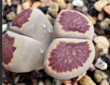 Lithops Keiko 20 graines