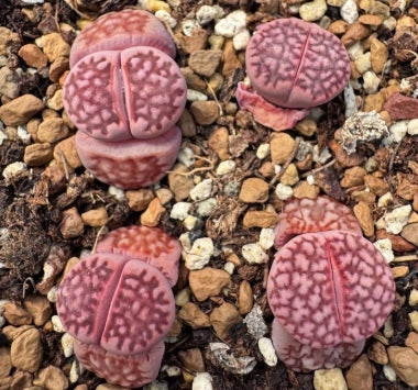Lithops Purple Jewel 20 Seeds