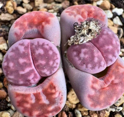 Lithops Purple Marble 20 Seeds
