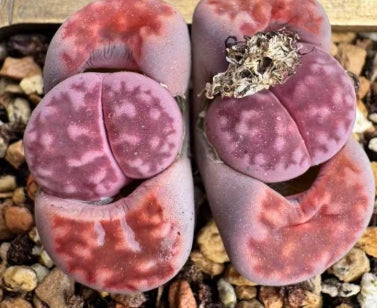 Lithops Purple Marble 20 Seeds