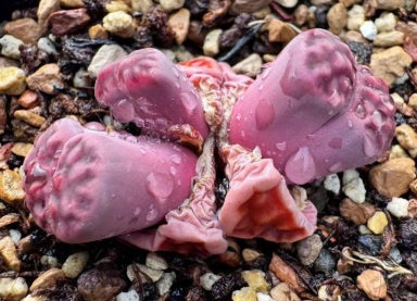 Lithops Purple Flower 20 Seeds