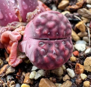 Lithops Purple Flower 20 Seeds