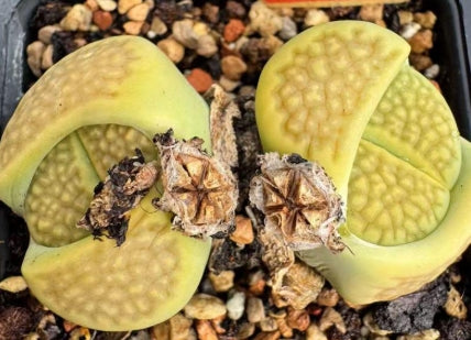 Lithops Yellow Green Fundation 20 Seeds