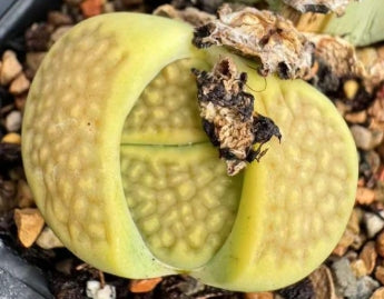 Lithops Yellow Green Fundation 20 Seeds