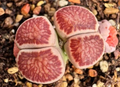Lithops Red Flower 20 Seeds