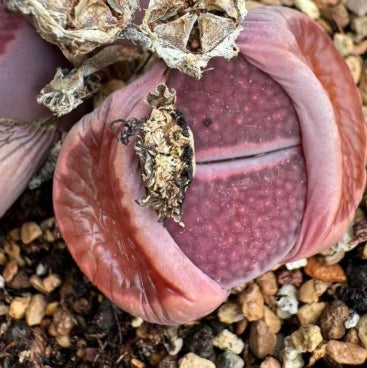 Lithops Purple Paris 20 Seeds