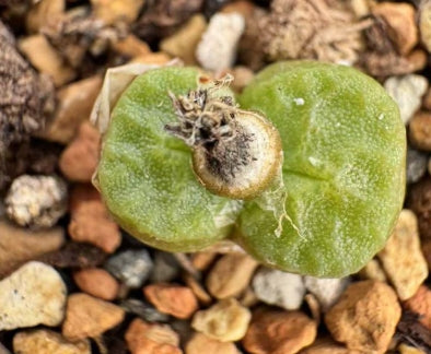 Conophytum Angelicae 20 Seeds