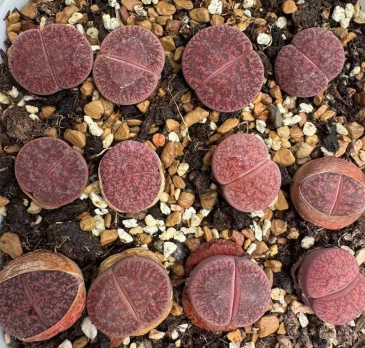 Lithops Pink Sushima 20 Seeds