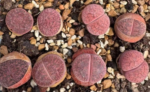 Lithops Pink Sushima 20 Seeds