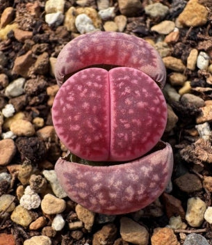 Lithops Purple Sunstone Devil's Fruit 20 Seeds