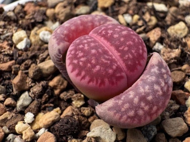 Lithops Purple Sunstone Devil's Fruit 20 Seeds