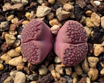 Lithops Variegated Fine Lines 20 graines