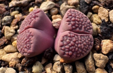Lithops Variegated Fine Lines 20 graines