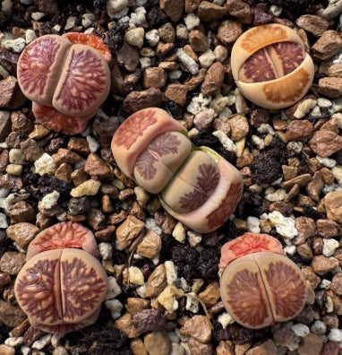 Lithops Tokyo 20 graines