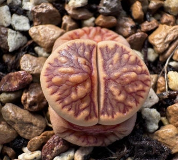 Lithops Tokyo 20 graines