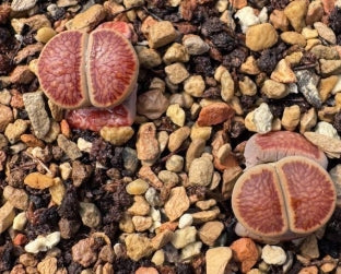 Lithops Krino 20 graines