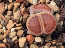 Lithops Krino 20 graines