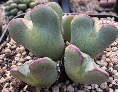Conophytum bilobum 20 Seeds