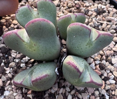 Conophytum bilobum 20 Seeds