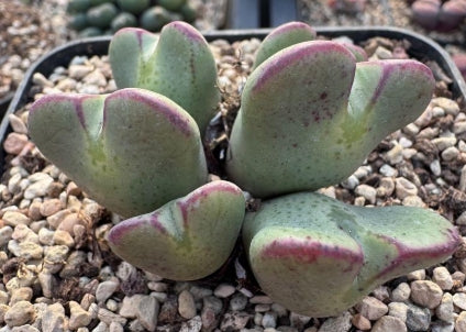 Conophytum bilobum 20 Seeds
