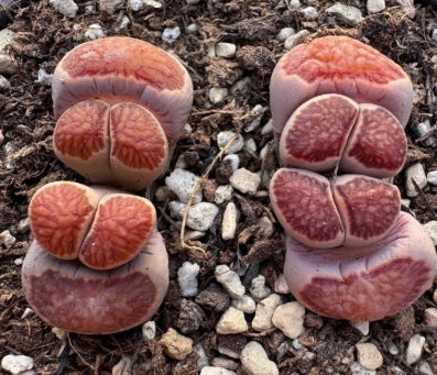 Lithops Kousou Kik 20 graines