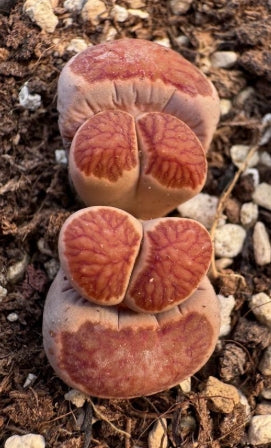 Lithops Kousou Kik 20 graines