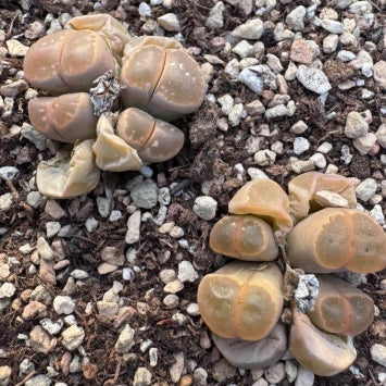 Lithops Olive Jade 20 Seeds