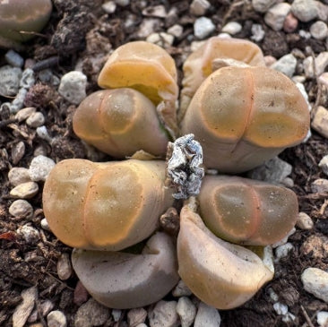Lithops Olive Jade 20 Seeds