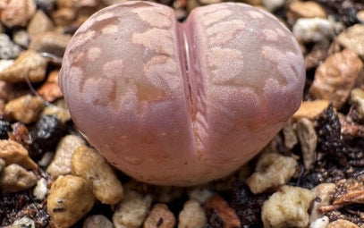 Lithops Murasaki 20 Seeds