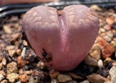 Lithops Murasaki 20 Seeds