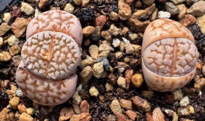 Lithops Pink Jubilee 20 Seeds