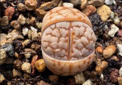 Lithops Pink Jubilee 20 Seeds
