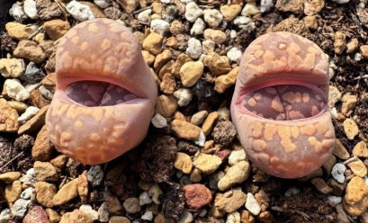 Lithops Murena 20 Seeds