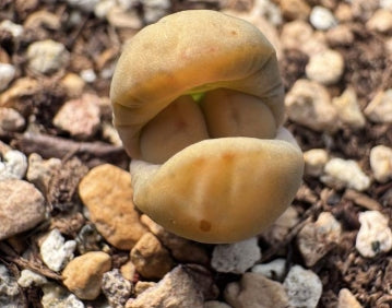 Lithops White Rabbit 20 Seeds