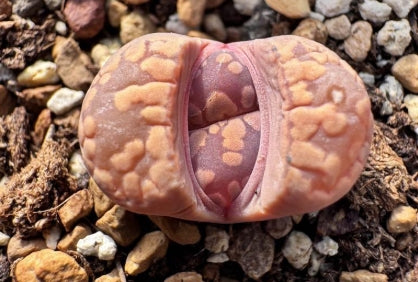Lithops Murena 20 Seeds