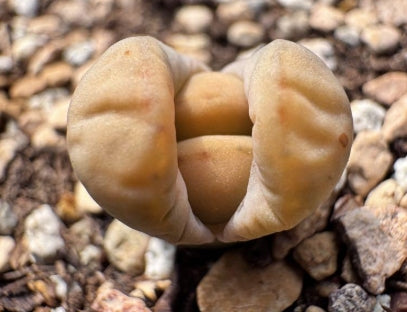 Lithops White Rabbit 20 Seeds