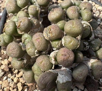 Lithops obscrum ex Van mook purple flower 20 Seeds
