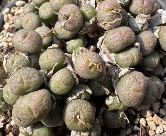 Lithops obscrum ex Van mook purple flower 20 Seeds