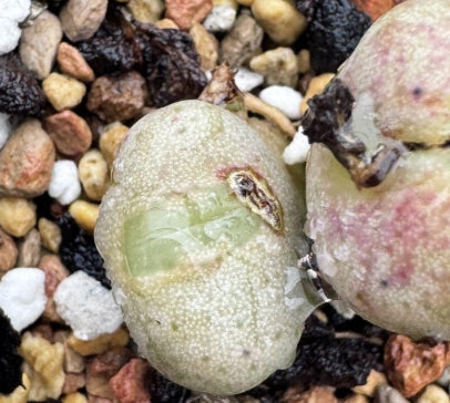 Conophytum bachelorum Red Flower 20 Seeds