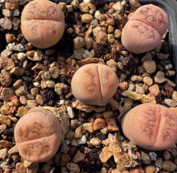 Lithops Silga 20 graines