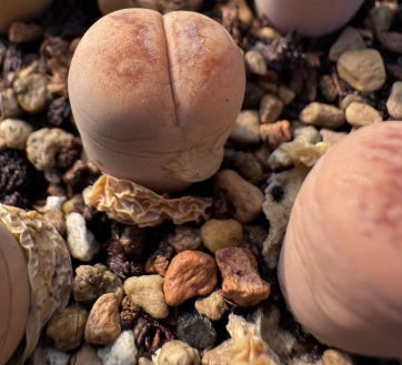 Lithops Silga 20 graines
