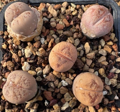 Lithops Serena 20 graines
