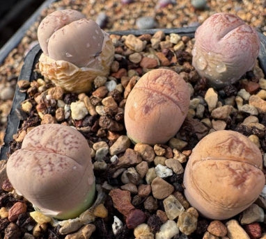 Lithops Serena 20 graines