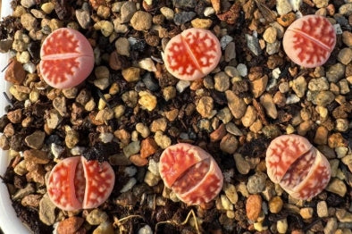 Lithops Red Vines 20 Seeds