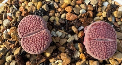 Lithops Molly 20 Seeds