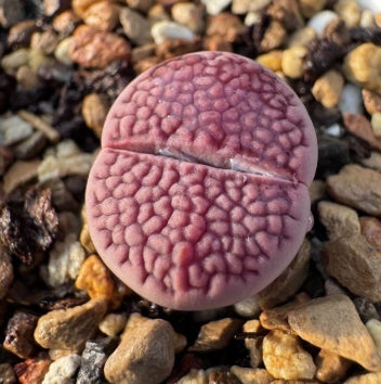 Lithops Molly 20 Seeds