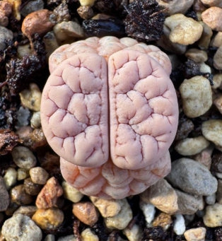 Lithops Mesa 20 Seeds