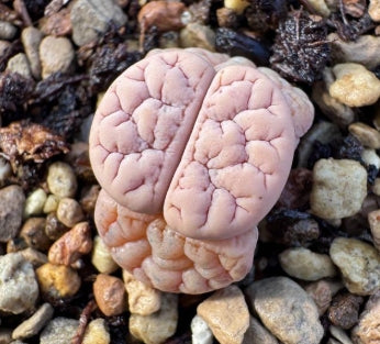 Lithops Mesa 20 Seeds