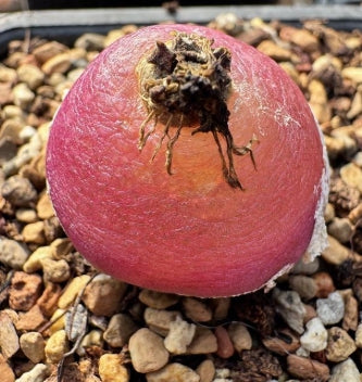 Conophytum burgeri 20 Seeds